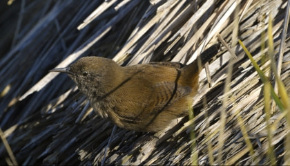 Cobb’s Wren#}