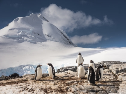 Gentoo Penguin#}