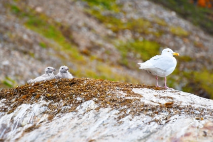 Gaviota hiperbórea#}