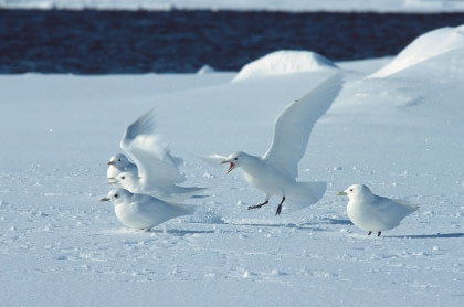 Noord Spitsbergen, De Arctische lente - Vogelspotten