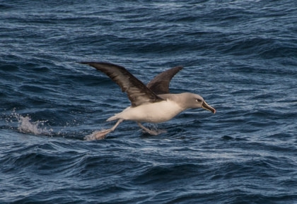 Albatros cabeza gris#}