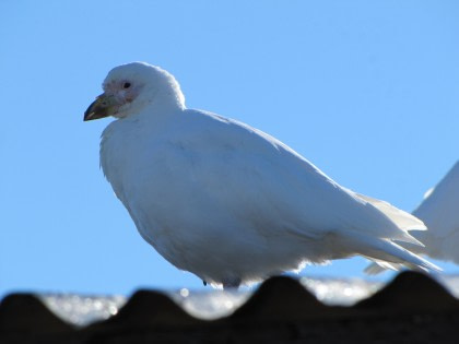 Snowy Sheathbill#}