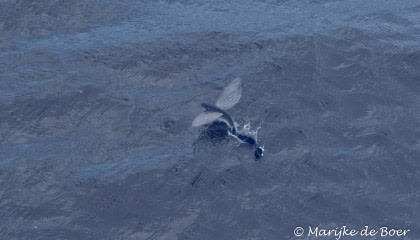 Flying Fish Flying Fish