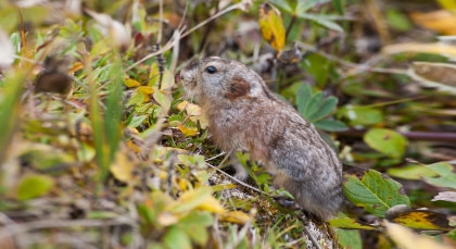 Gekraagde lemming#}