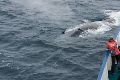 Ballena Azul#}