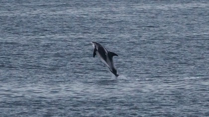 Delfín de hocico blanco#}