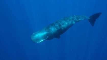 Sperm Whale#}
