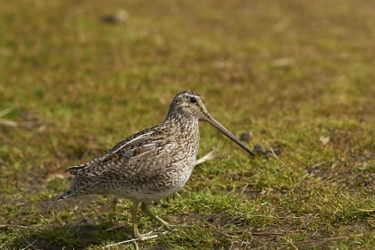 Magellanic Snipe#}