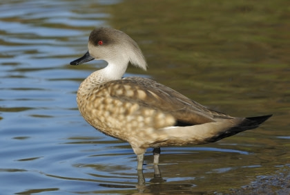 Patagonian Crested Duck#}