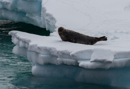 Hooded Seal#}