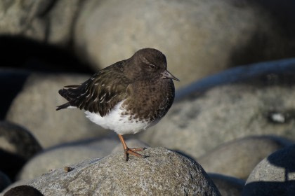 Turnstone#}