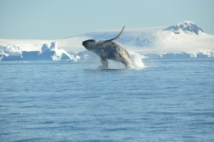 Antarctica - ontdekking en leerreis