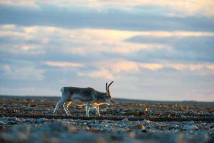 Rond Spitsbergen - Kvitøya, In het gebied van de ijsbeer en ijs