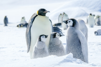 Mar de Weddell – En busca del pingüino Emperador, incl. Helicópteros