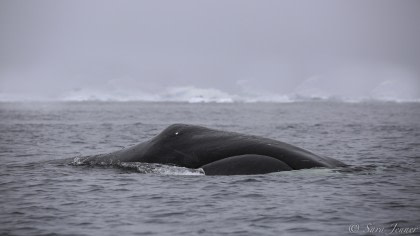 Noord-Spitsbergen - Op zoek naar de Groenlandse walvis