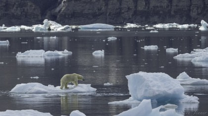 Around Spitsbergen - In the realm of Polar Bear & Ice