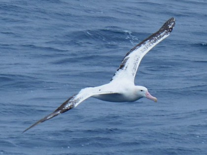 Remote Weddell Sea Explorer inkl. Südgeorgien - Südliche Sandwichinseln - Neuschwabenland - Vahsel Bay - Larsen-Schelfeis - Paulet- und Teufelsinsel - Elefanteninsel