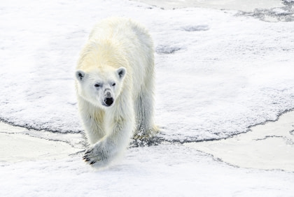 Norte de Spitsbergen, Buscando el oso polar y la bolsa de hielo