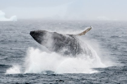 Antarctica - Poolcirkel - Walvissen spotten