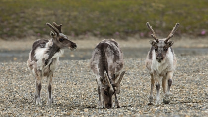Svalbard reindeer#}