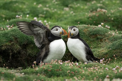 Arctic Ocean - Aberdeen, Fair Isle, Jan Mayen, Ice edge, Spitsbergen, Birding