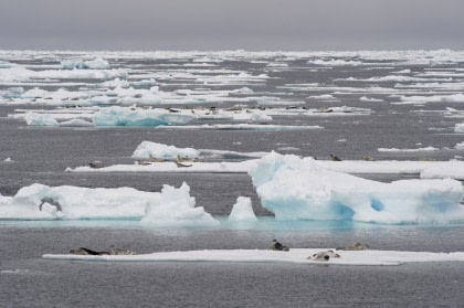 Arctic Ocean Expedition, Aberdeen - Fair Isle - Jan Mayen - Ice edge - Spitsbergen - Birding