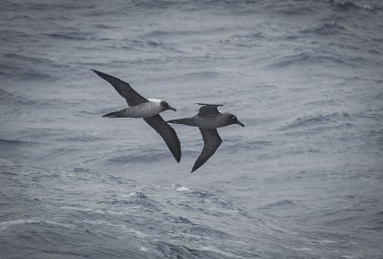 Light-mantled Albatross#}