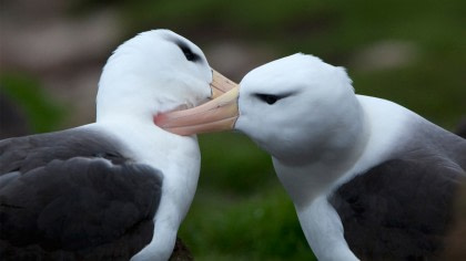 Albatros de ceja negra#}