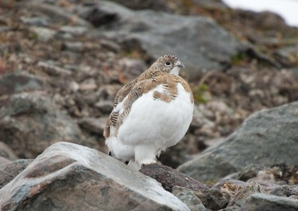 East & South Greenland Explorer