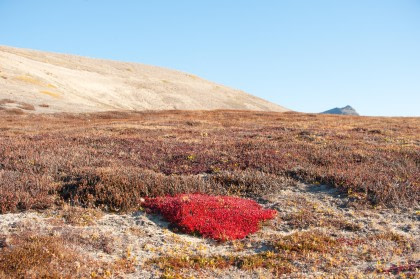 South Greenland Explorer, Aurora Borealis, Incl. flight from Copenhagen to Narsarsuaq