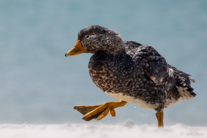 Falkland Steamer Duck#}
