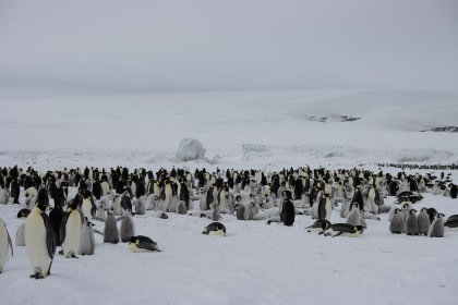 Mar de Weddell – En busca del pingüino Emperador, incl. Helicópteros