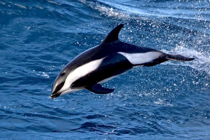 Hourglass Dolphin#}