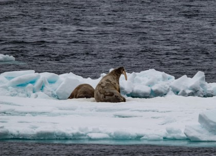 Explorador del Mar de Weddell incluyendo las Georgias del Sur - Islas Sandwich del Sur - Neuschwabenland - Bahía Vahsel - Plataforma de Hielo Larsen - Islas Paulet y Devil - Isla Elefante