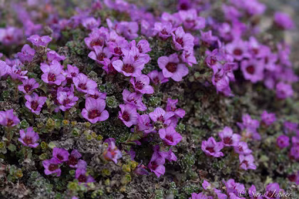 Purple Saxifrage: A jewel of the Arctic