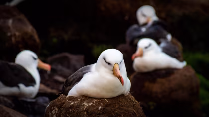 HDS21-23, reisverslag, Falklandeilanden, South Georgia, Antarctica