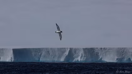 Iceberg A23a: el gigante errante de la Antártida