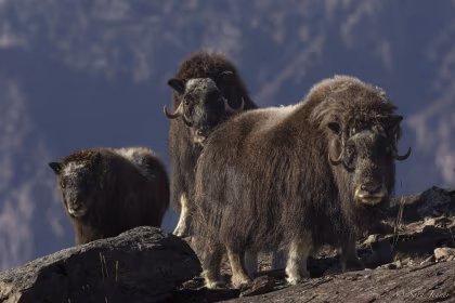HDS12-24, trip log, Spitsbergen - Northeast Greenland - Aurora Borealis, Including Long Hikes