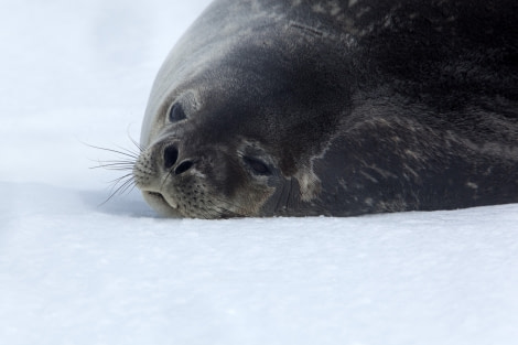 Weddell Seal