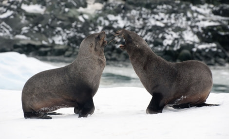 Disagreeing Fur Seals