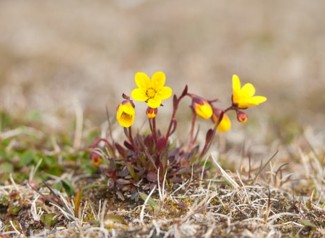 Bog Saxifrage