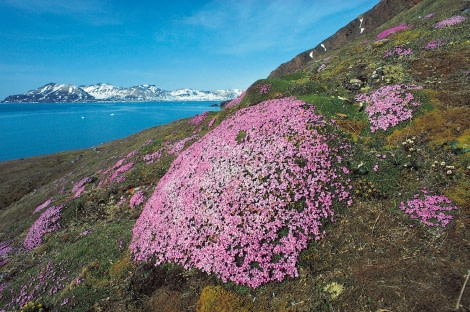 Purple Saxifrage on Spitsbergen