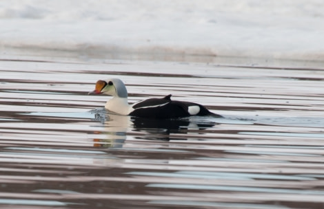 King Eider duck