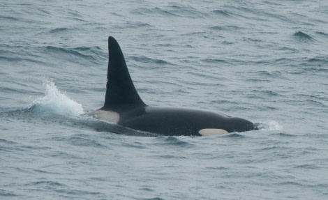 Orca © Erwin Vermeulen - Oceanwide Expeditions.jpg