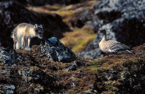Arctic Fox with  Pink-footed Goose on the menu