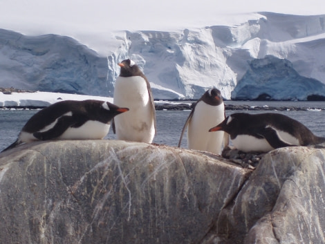 Lounging Gentoo penguins