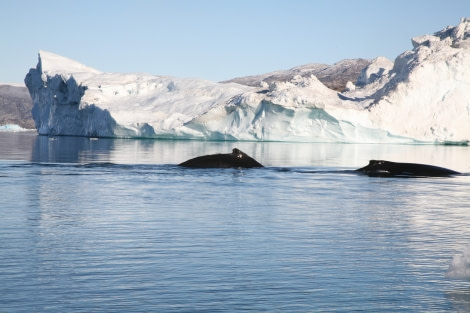 Spotting whales is also a possibility