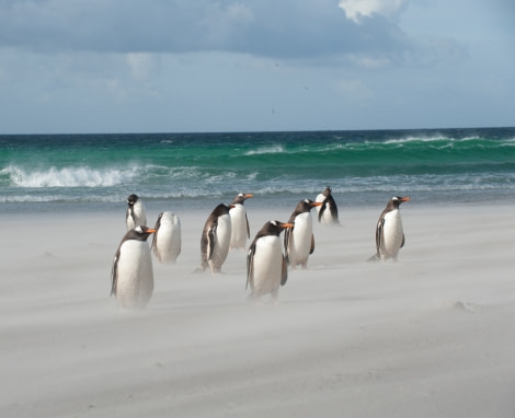 Gentoo's on a windy Falkland beach