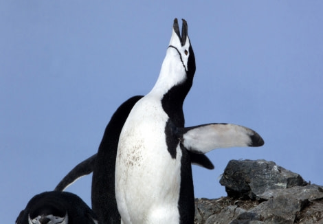 Chinstrap Penguins