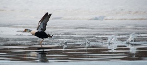 King Eider duck taking off